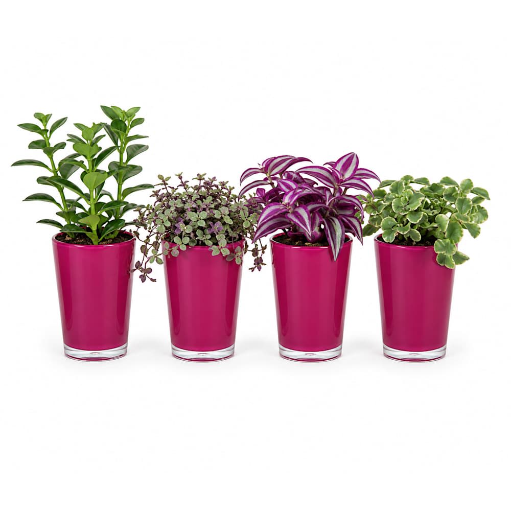Plantes tropicales variées en pot 2 1/2 po