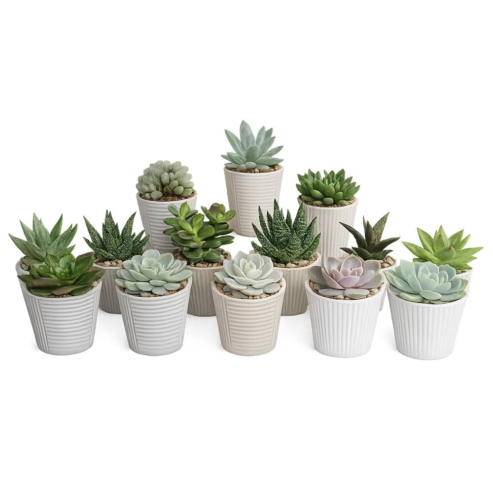 Various Succulent 2 1/2 in Pot