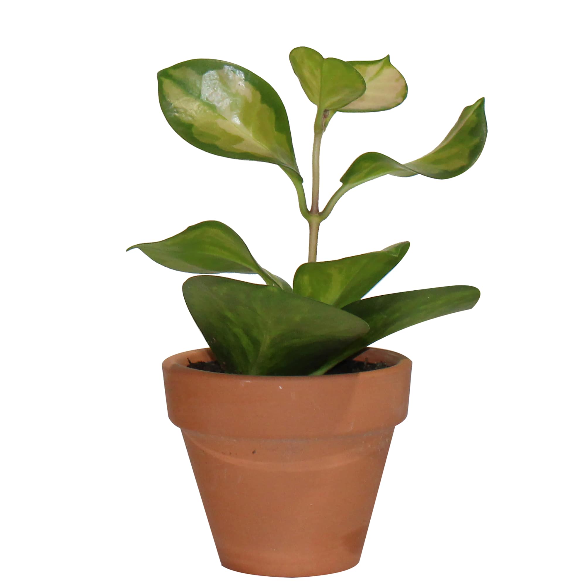 Hoyas variés en pot 2 1/2 po