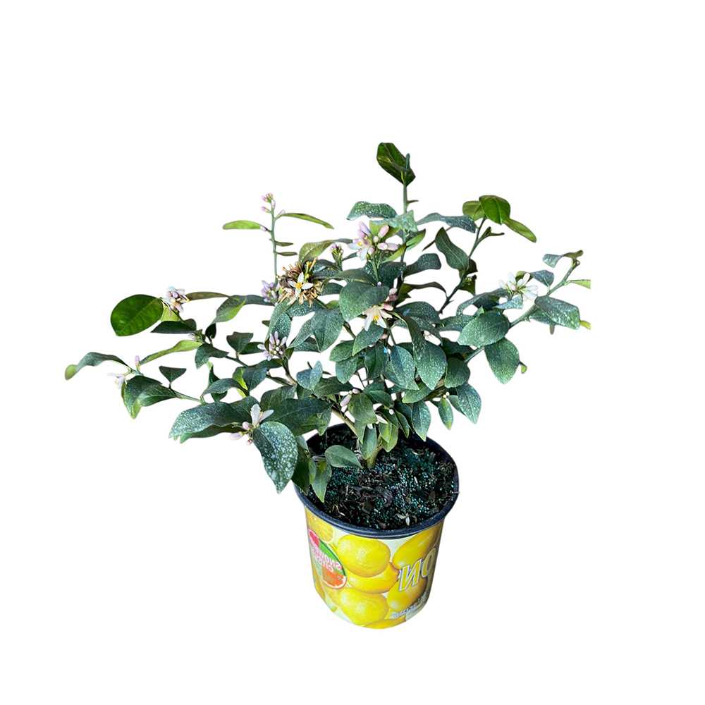 Citronnier pot 1 gallon