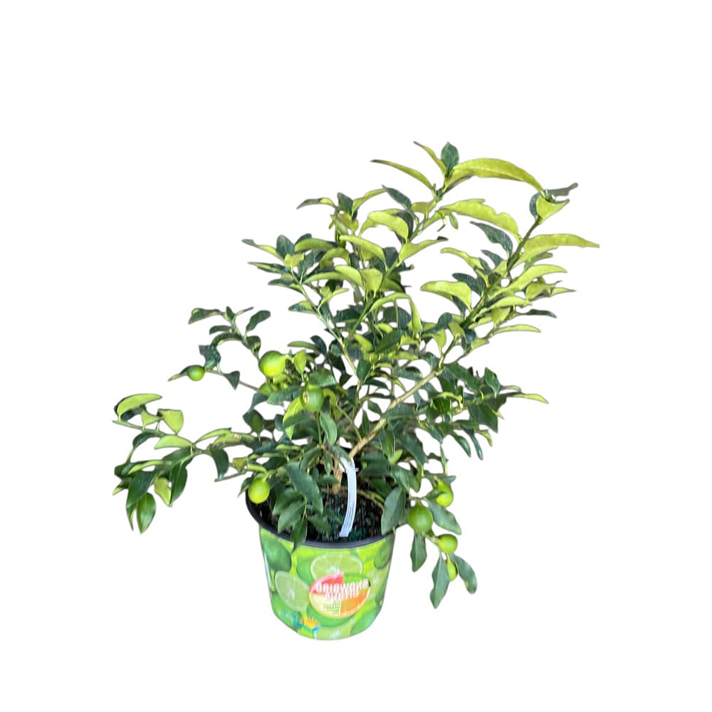 Limettier pot 1 gallon