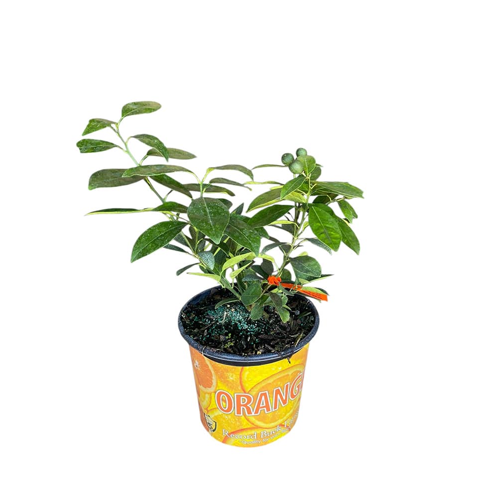 Oranger pot 1 gallon