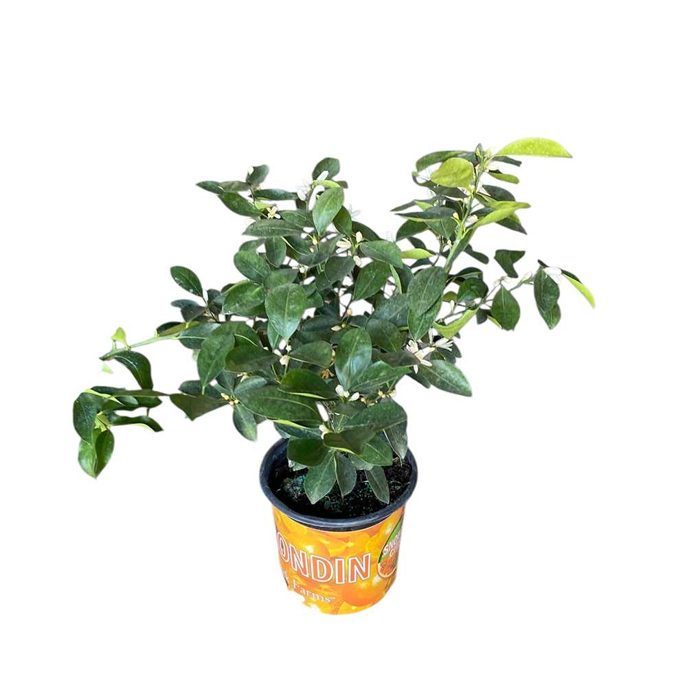 Calamondin pot 1 gallon