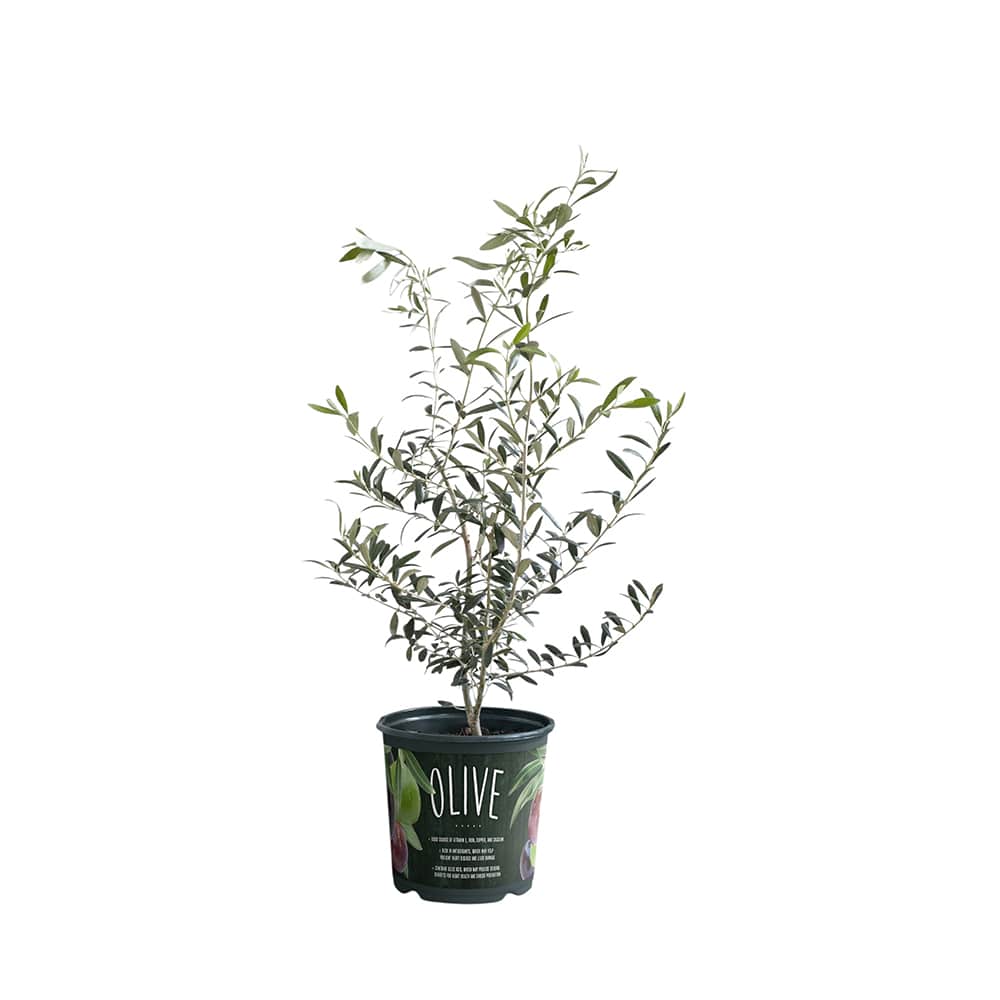 Olivier pot 1 gallon