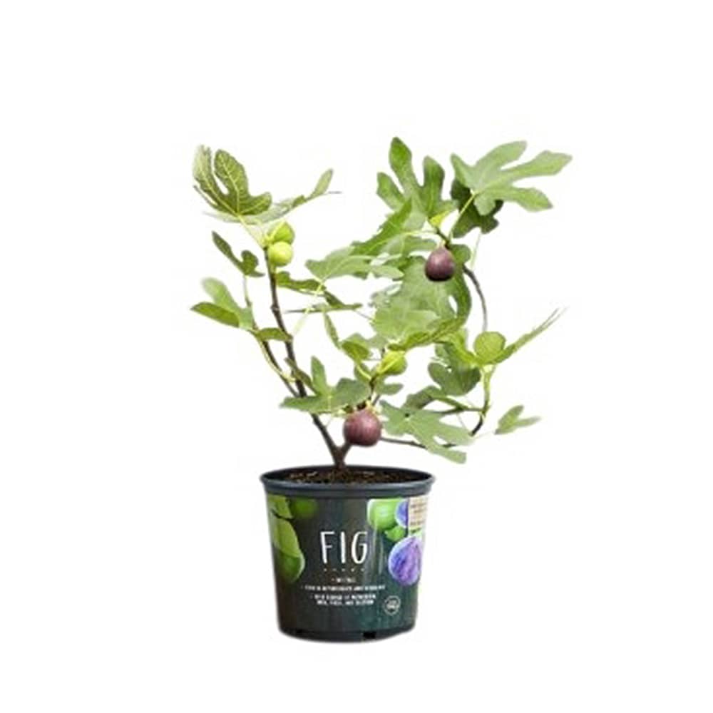 Figuier pot 1 gallon