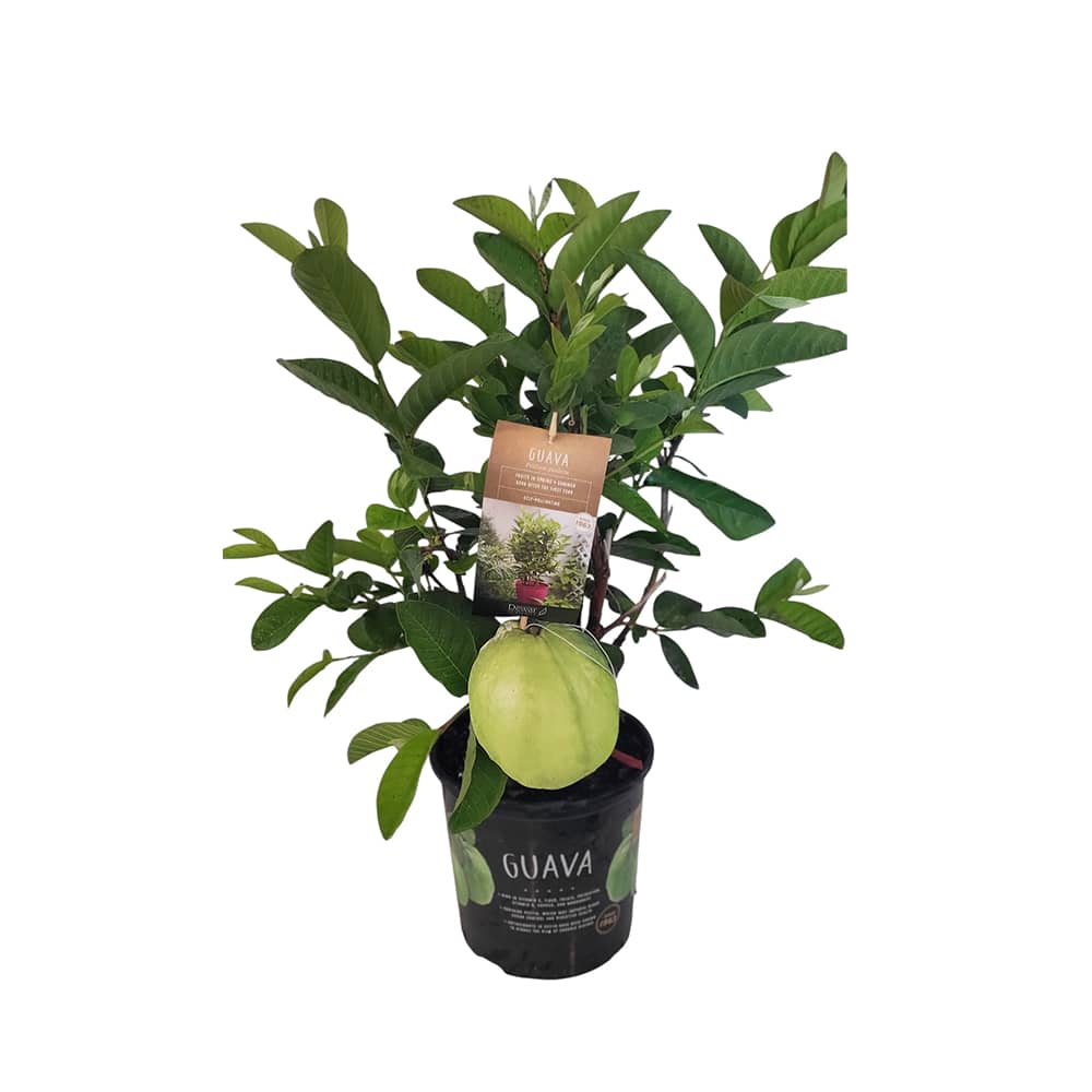 Goyavier pot 1 gallon