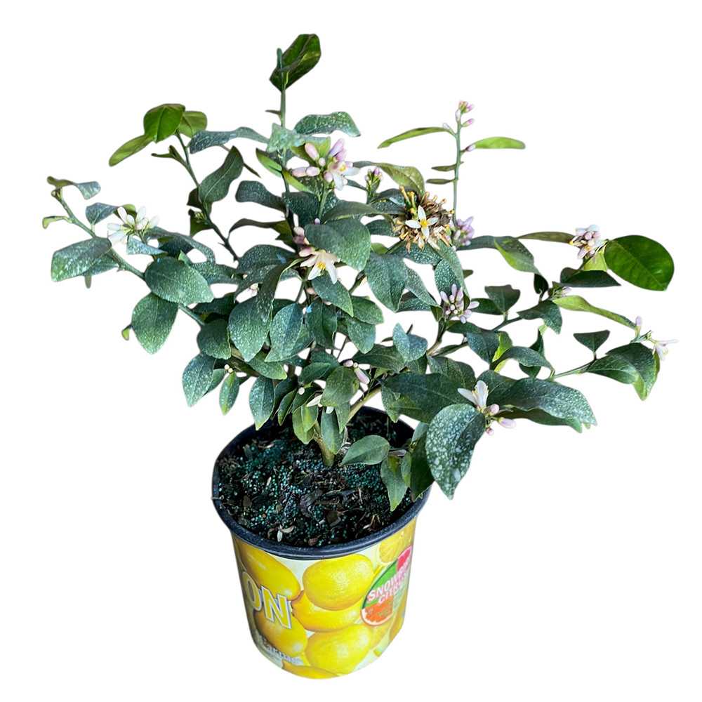 Citronnier pot 3 gallons