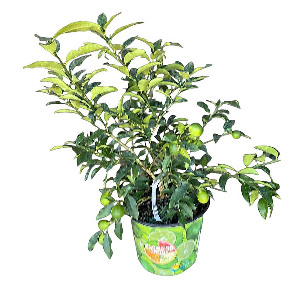 Lime Tree 3-gallon Pot