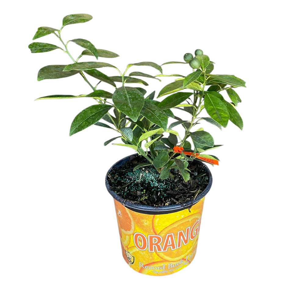 Oranger pot 3 gallons