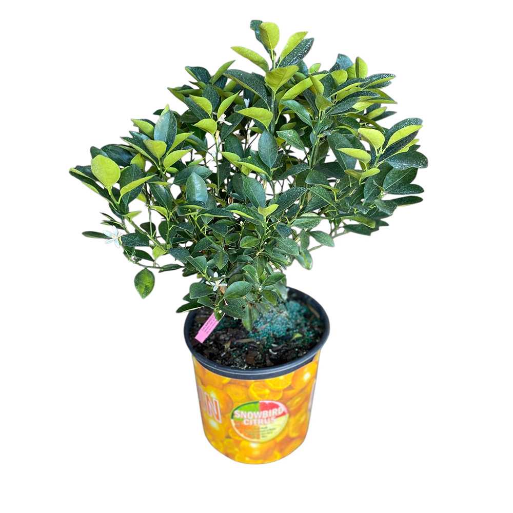 Calamondin pot 3 gallons