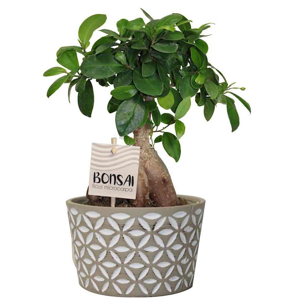 Ficus bonsaï Linara pot 5 1/2 po