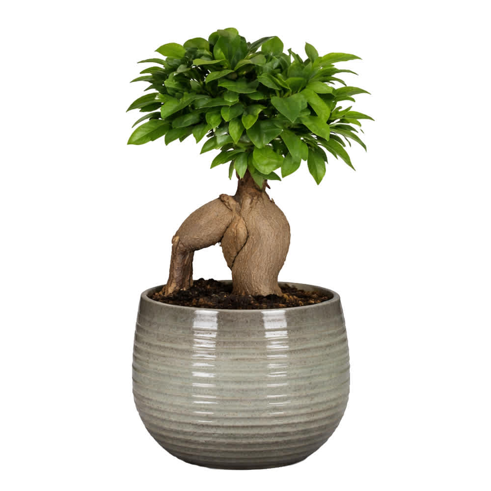 Ficus bonsaï linara pot 5 1/2 po