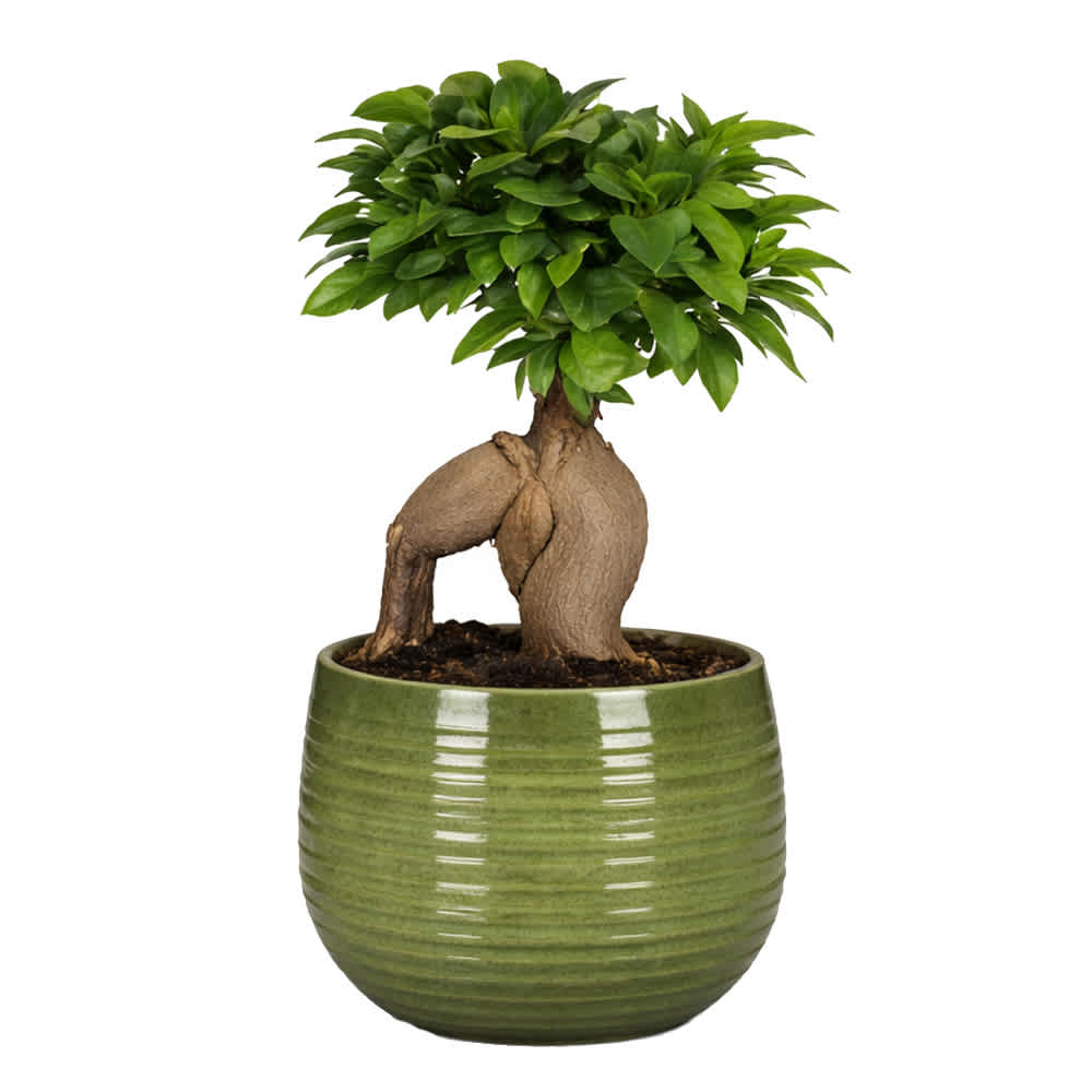 Ficus bonsaï linara pot 5 1/2 po