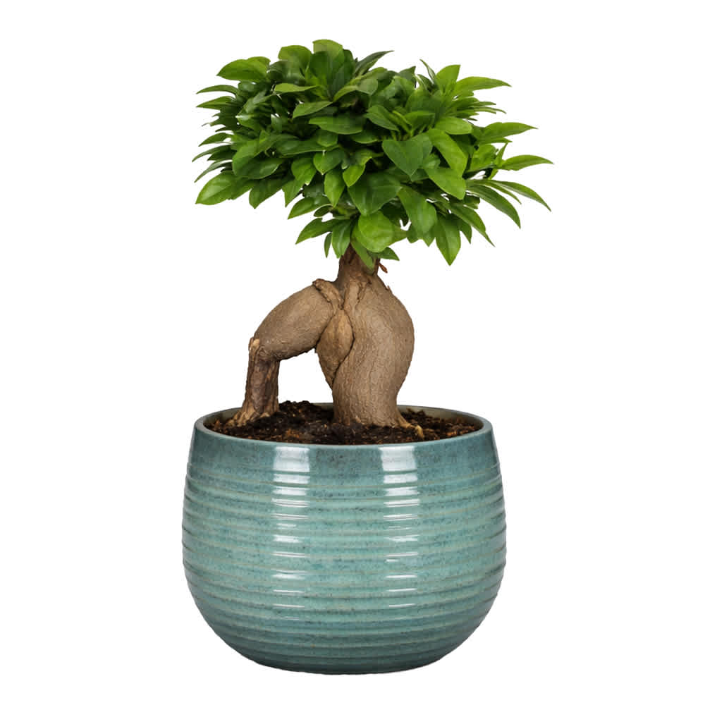 Ficus bonsaï linara pot 5 1/2 po