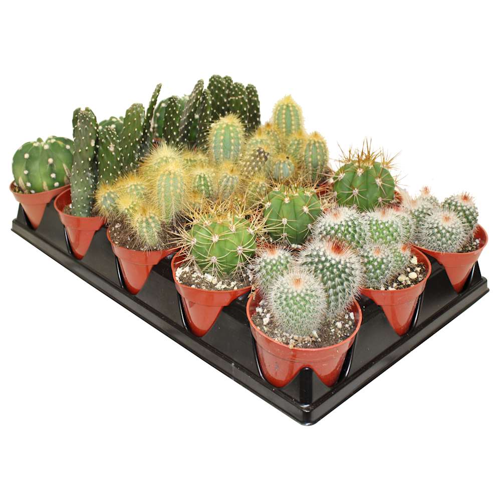 Various Cacti from California 4&nbsp;in Pot