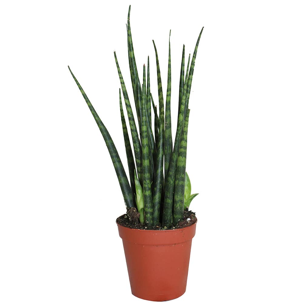 Sansevieria Mikado bambino pot 2&nbsp;1/2&nbsp;po