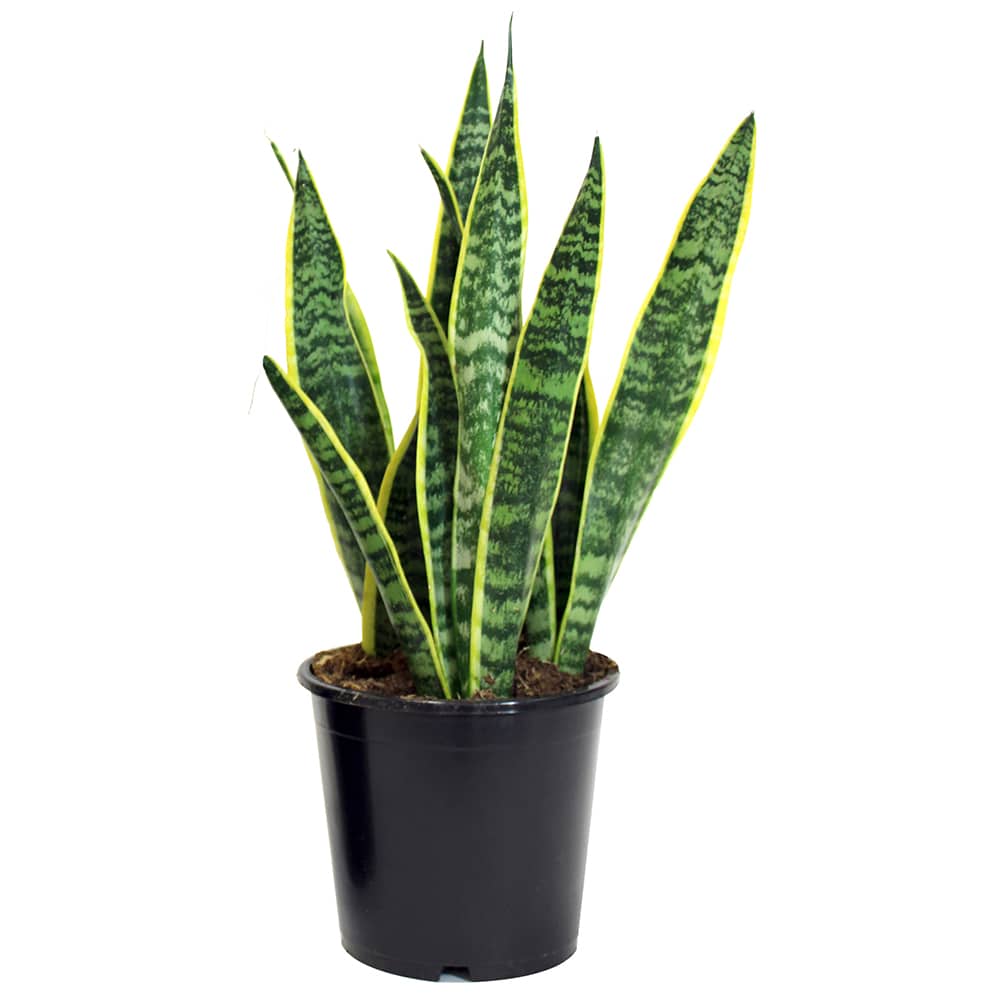 Sansevieria trifasciata Laurentii pot 7&nbsp;po