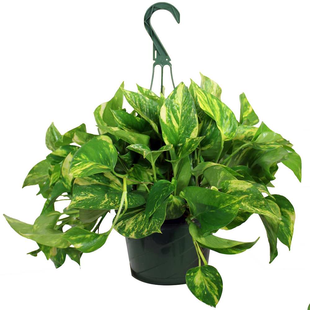 Plante tropicale Premium variée pot 8 po