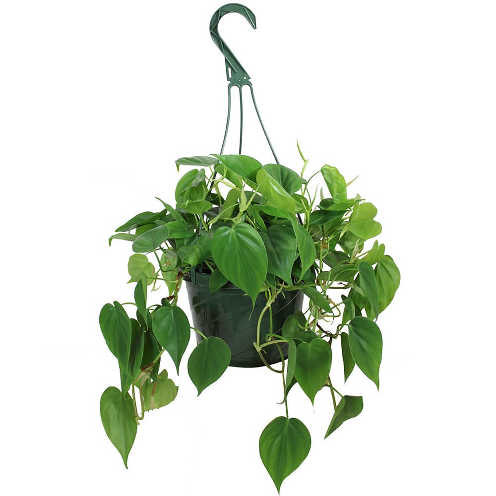 Plante tropicale Premium variée pot 8 po