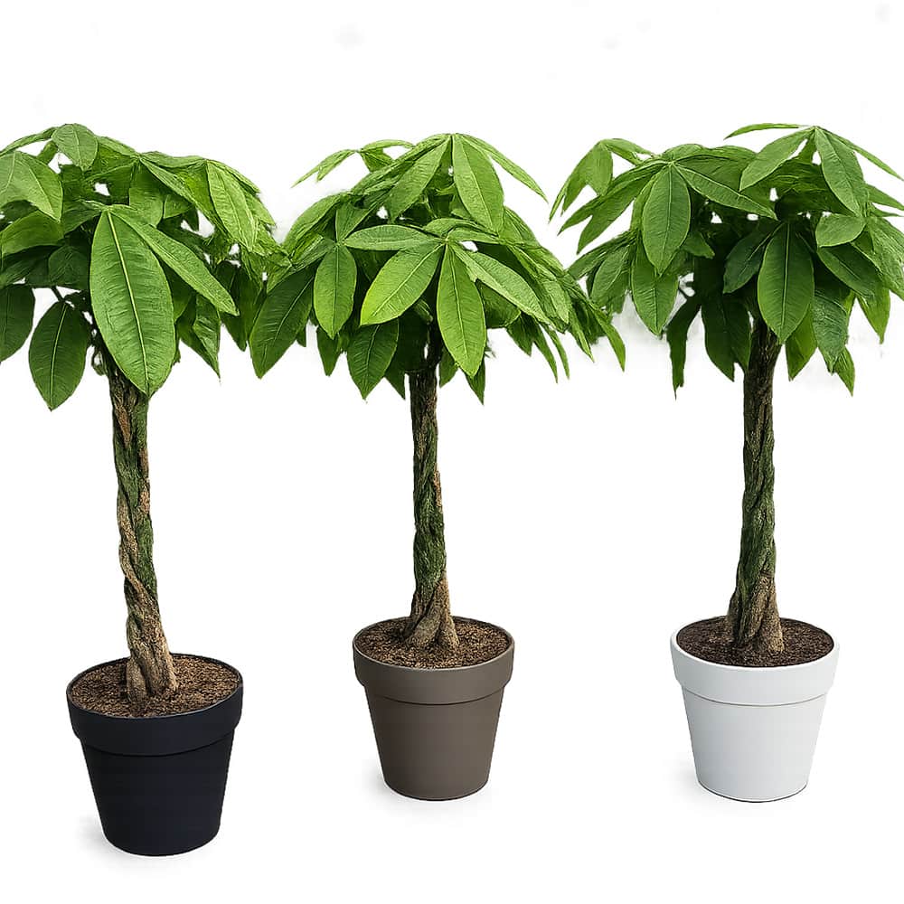 Pachira tressé pot 12&nbsp;po