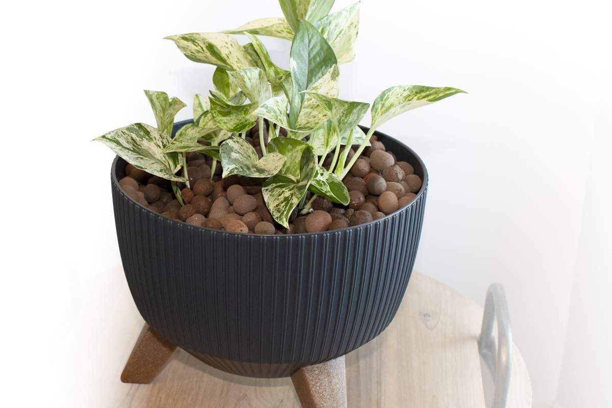 Plants Clay Pebbles 6 L