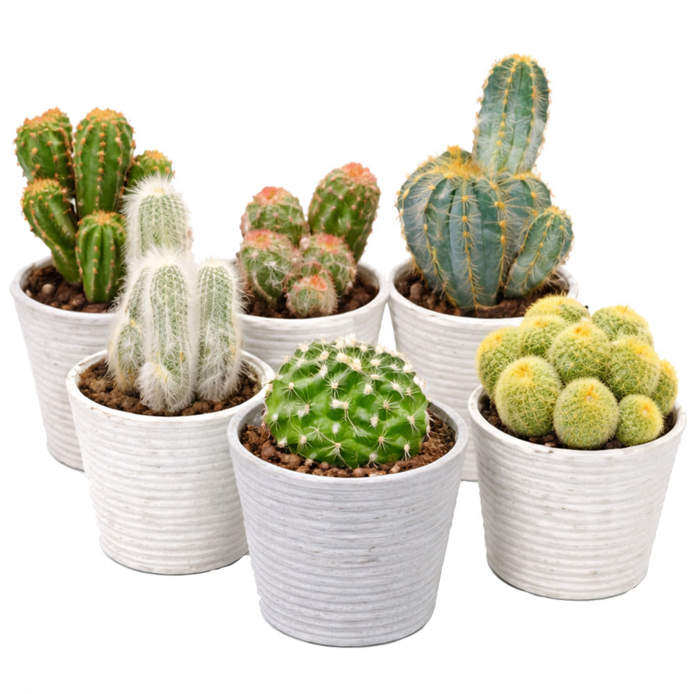 Cactus varié pot 2 1/2 po