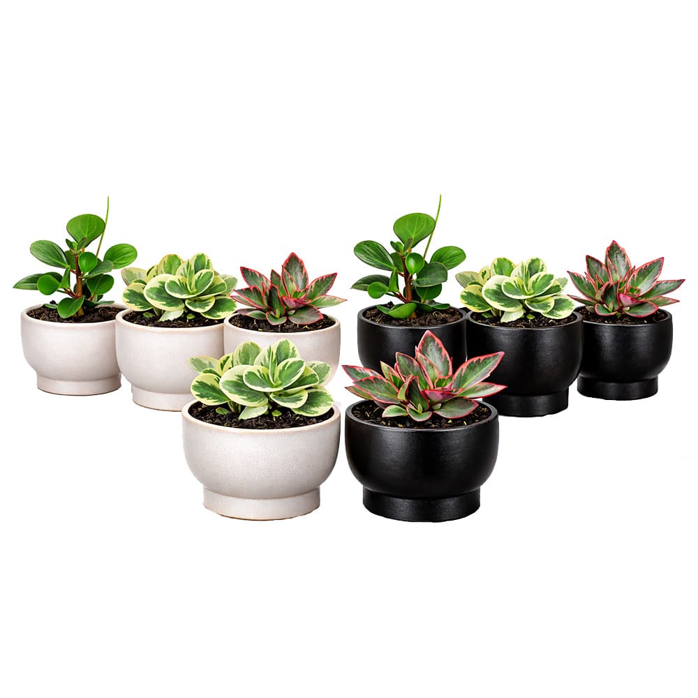 Various Peperomia Zen 4 1/2 in Pot