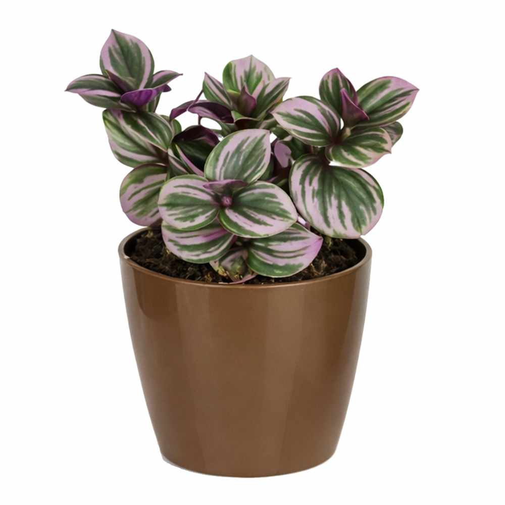 Plante tropicale San Remo variée pot 5 po