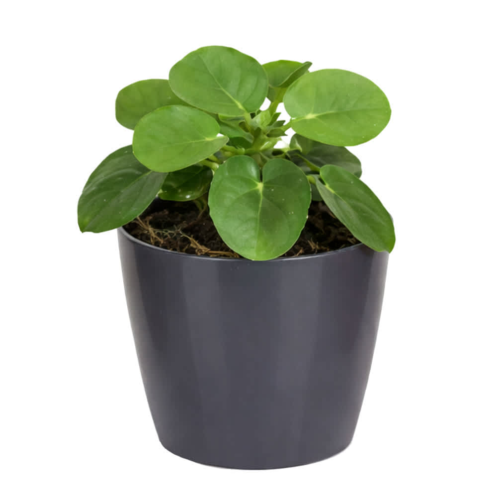 Plante tropicale San Remo variée pot 5 po