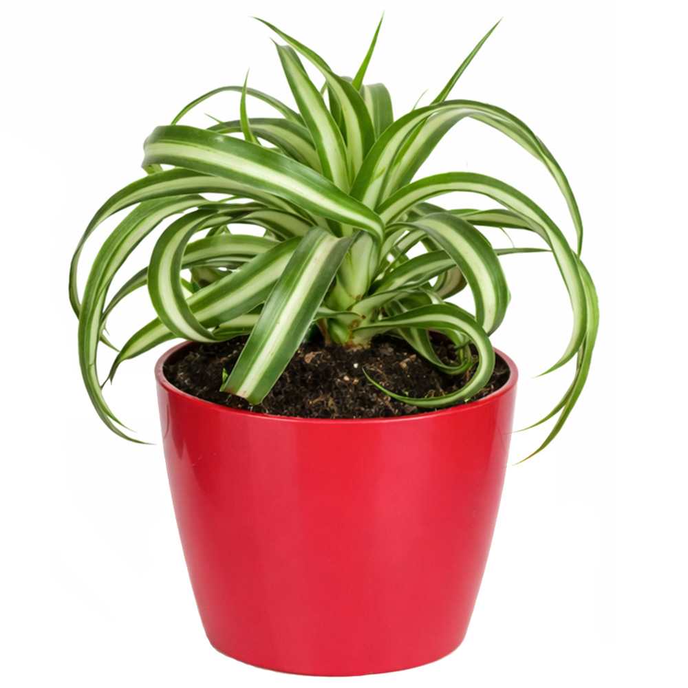 Plante tropicale San Remo variée pot 5 po