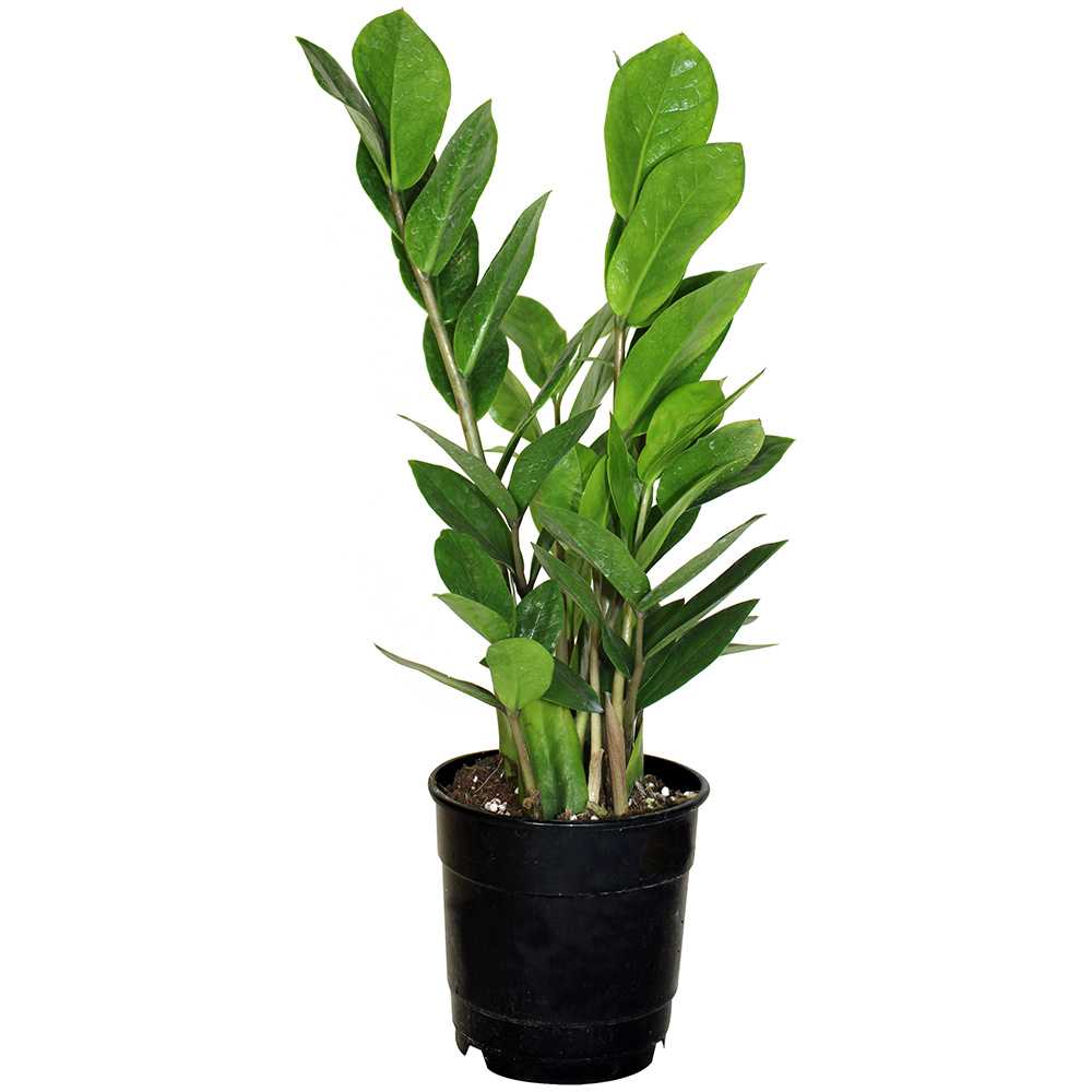 Zamioculcas Zamiifolia 5&nbsp;in Pot