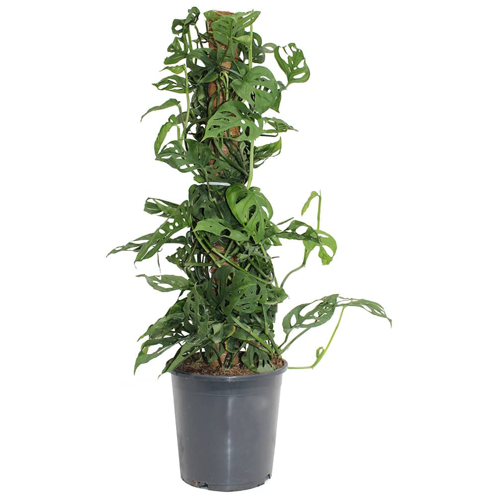 Monstera Adansonii 3&nbsp;ft with Stake
