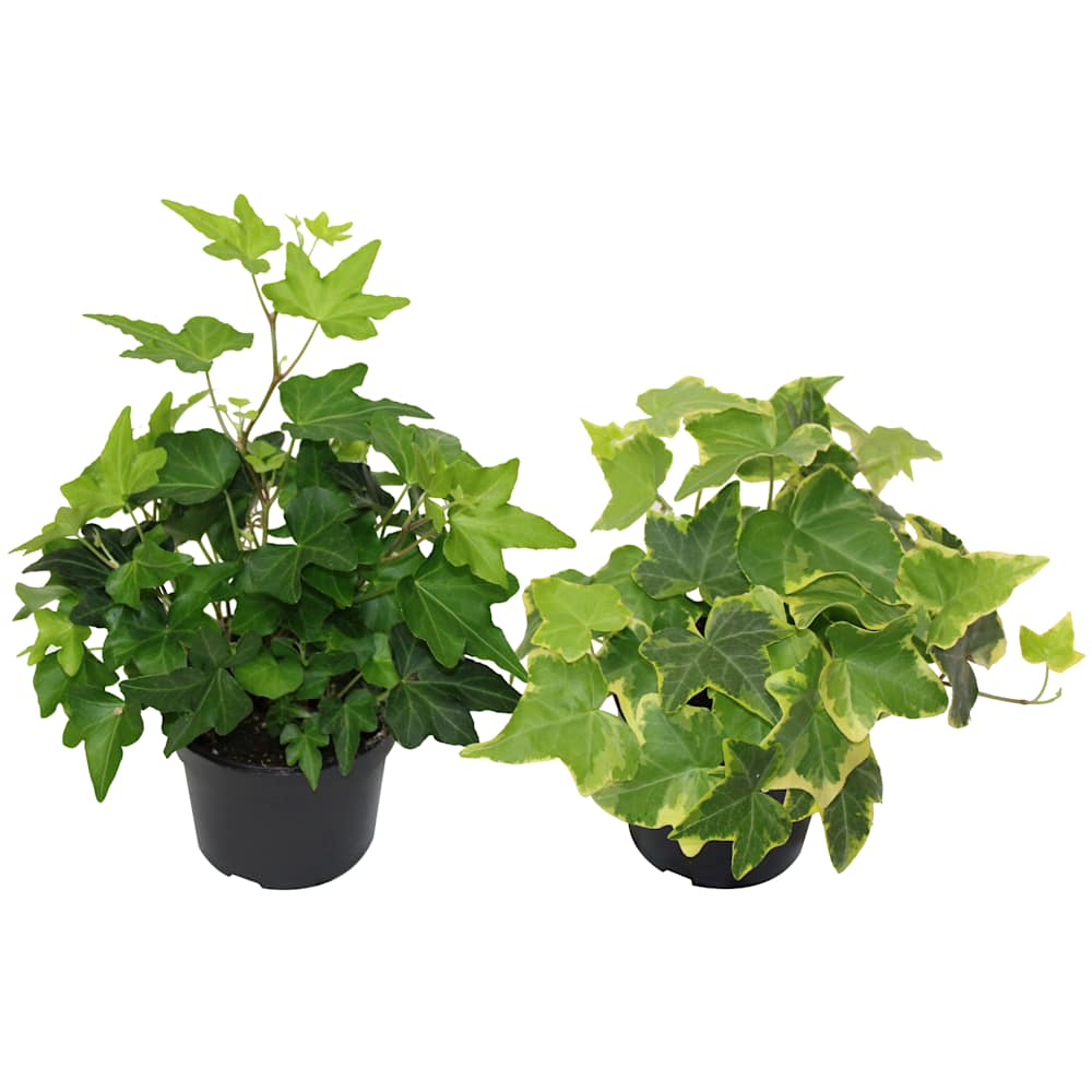Hedera helix variée pot 3&nbsp;1/2&nbsp;po