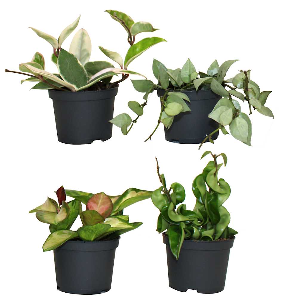 Hoya variée pot 3&nbsp;1/2&nbsp;po