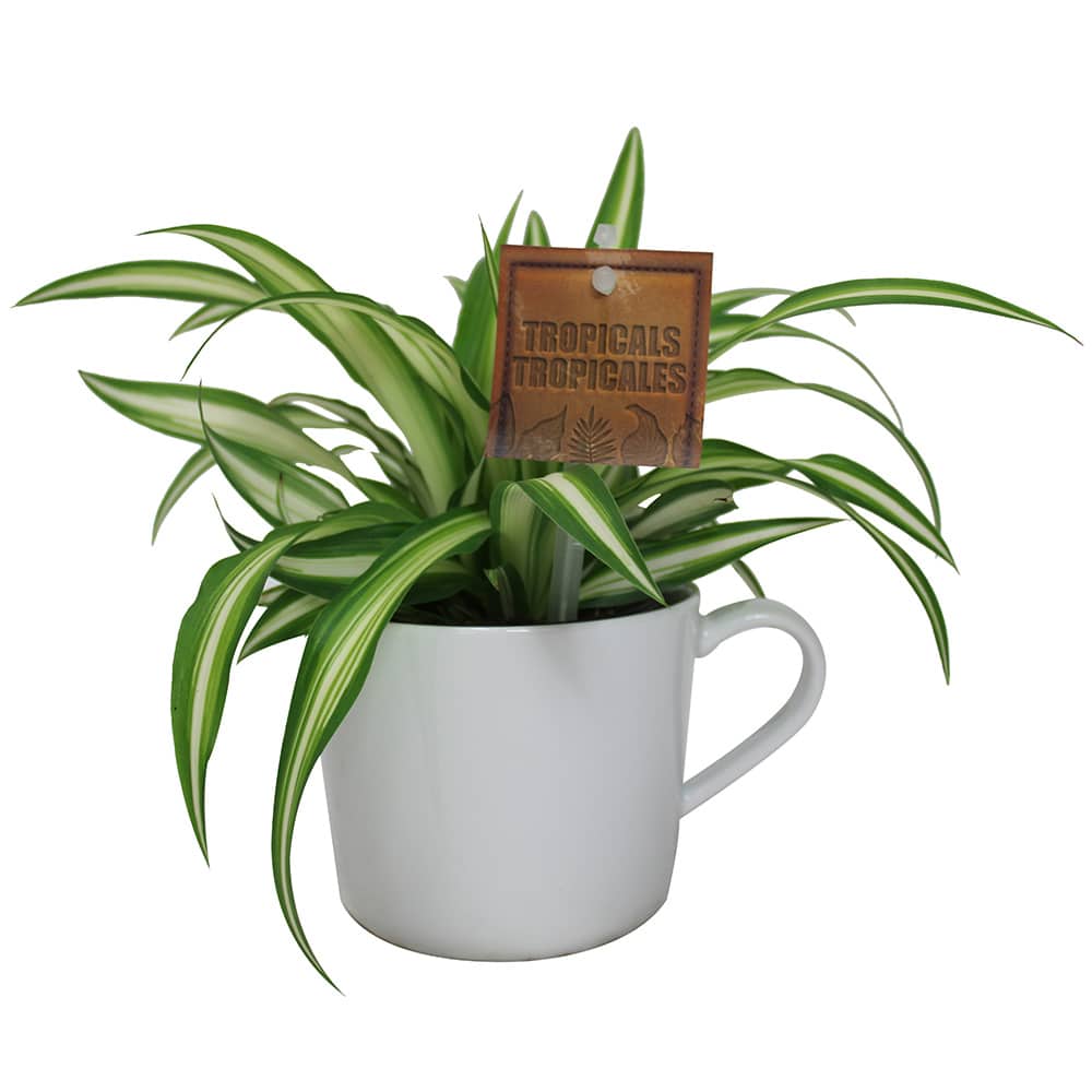 Tropicals 4 in Pot