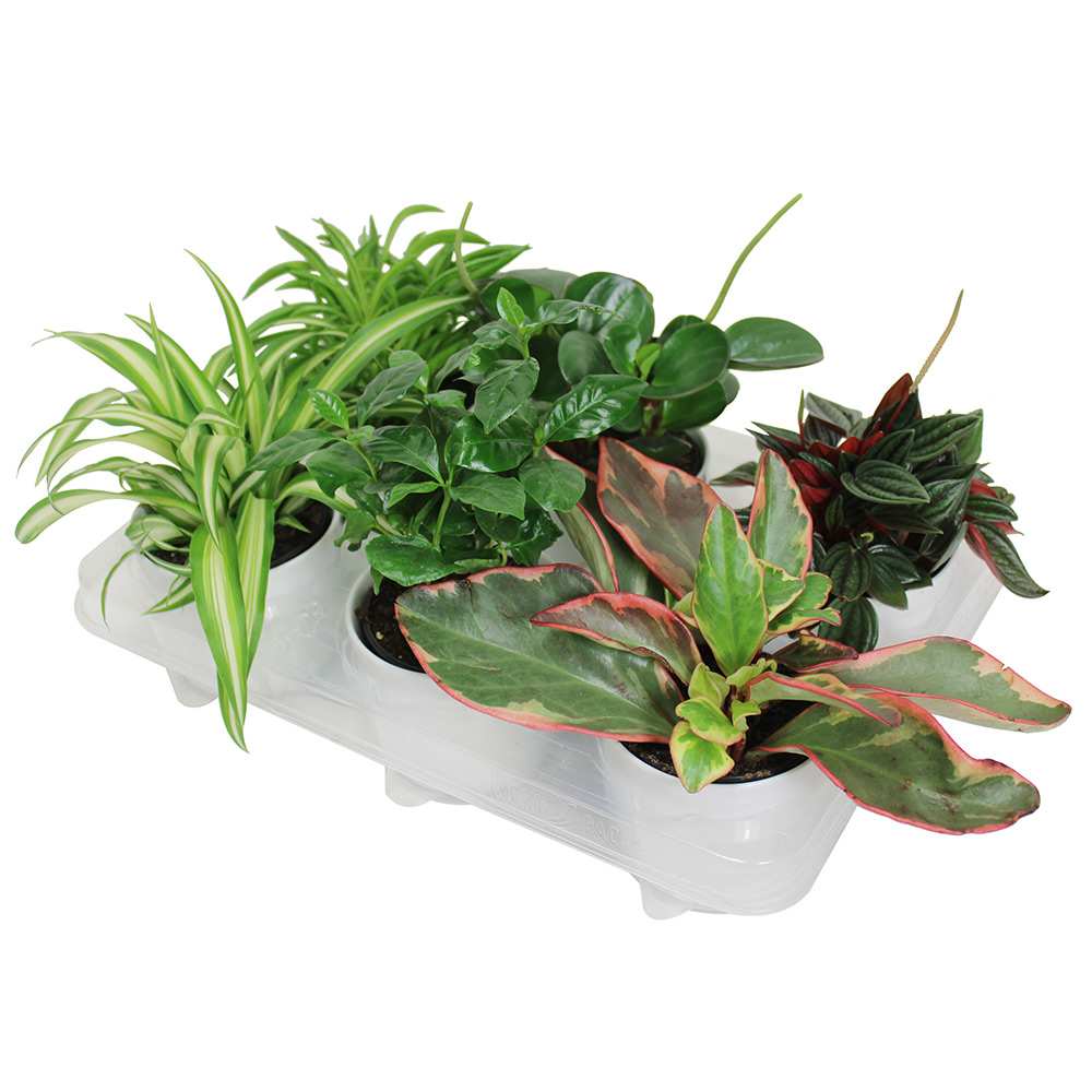 Plante tropicale pot 4 po