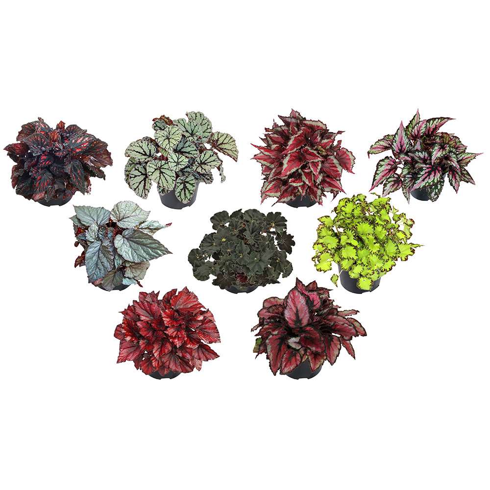 Begonia Rex pot 5 in Pot