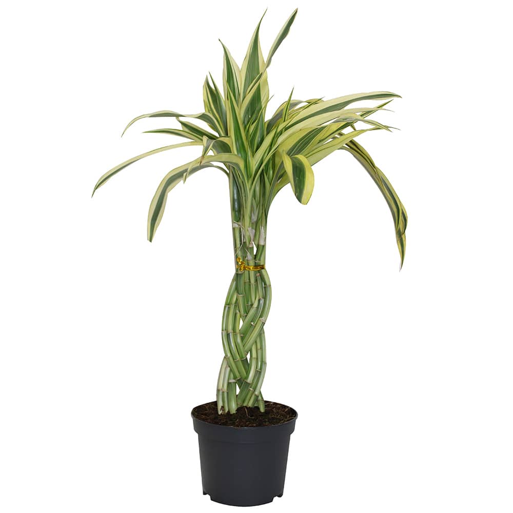 Dracaena sanderiana variegata tressé pot 5 po