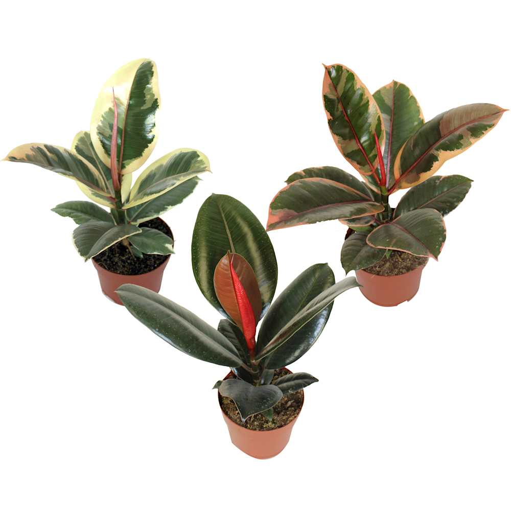 Ficus Elastica 5&nbsp;in Pot