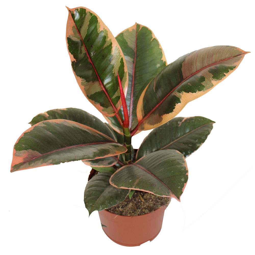 Ficus Elastica pot 5 in Pot