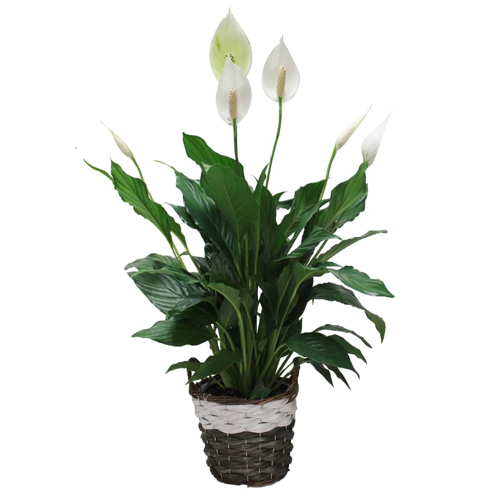 Lys de paix pot 7 po