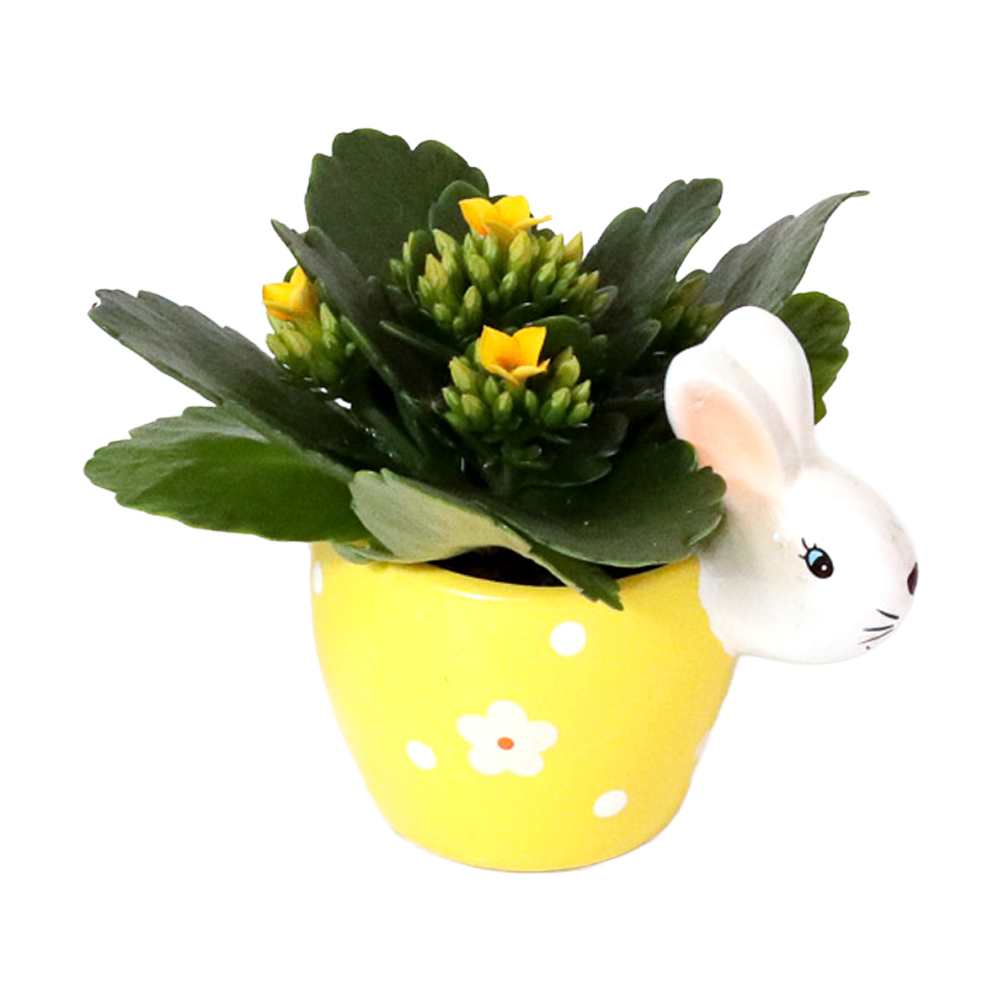 Various Plant Flowery Rabbit 2 in Pot