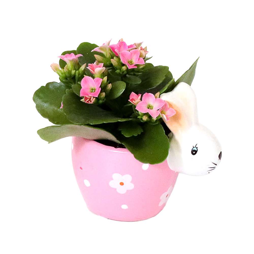 Plante variée Lapin fleuri pot 2 po