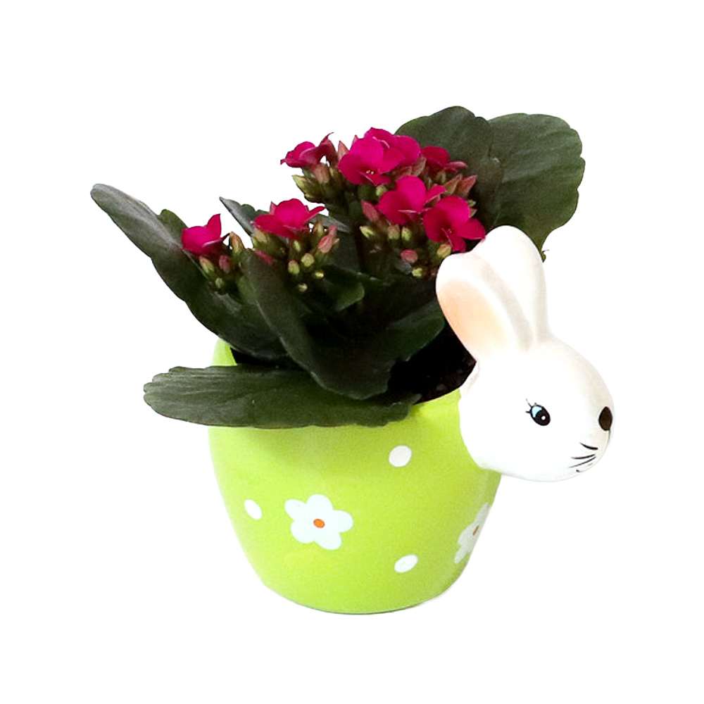 Plante variée Lapin fleuri pot 2 po