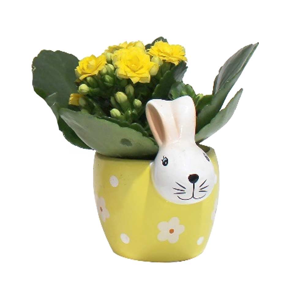 Plante variée Lapin fleuri pot 2 po