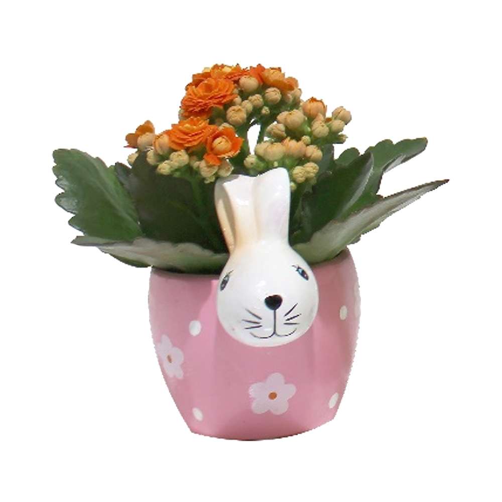 Plante variée Lapin fleuri pot 2 po