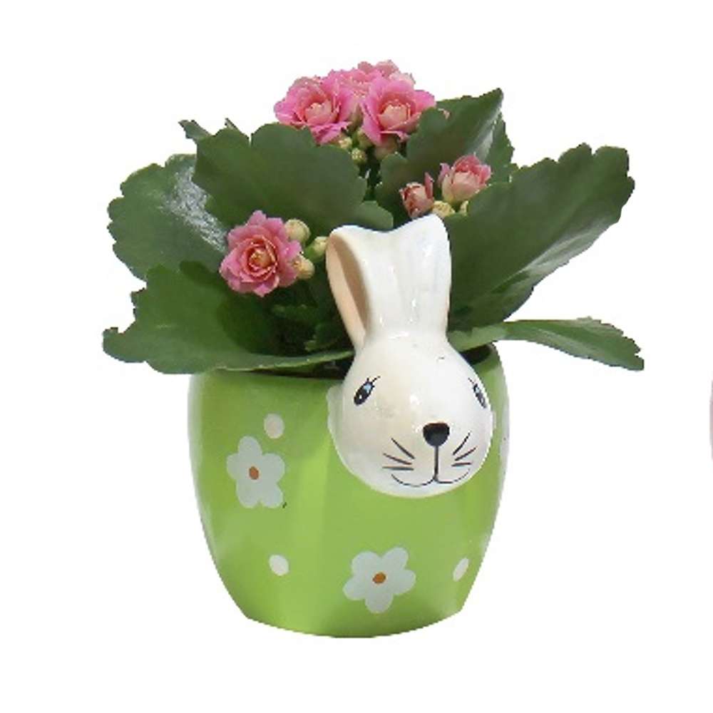 Plante variée Lapin fleuri pot 2 po