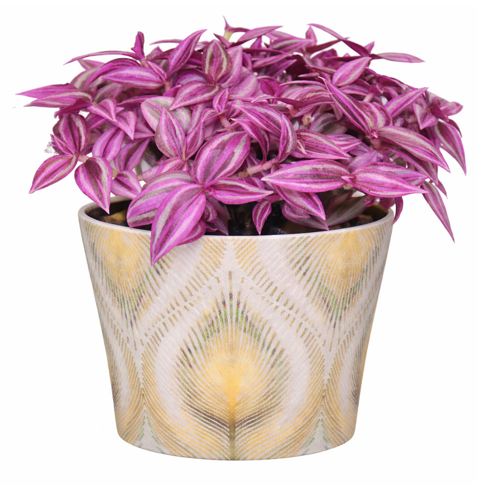 Various Tradescantia 5 in Pot