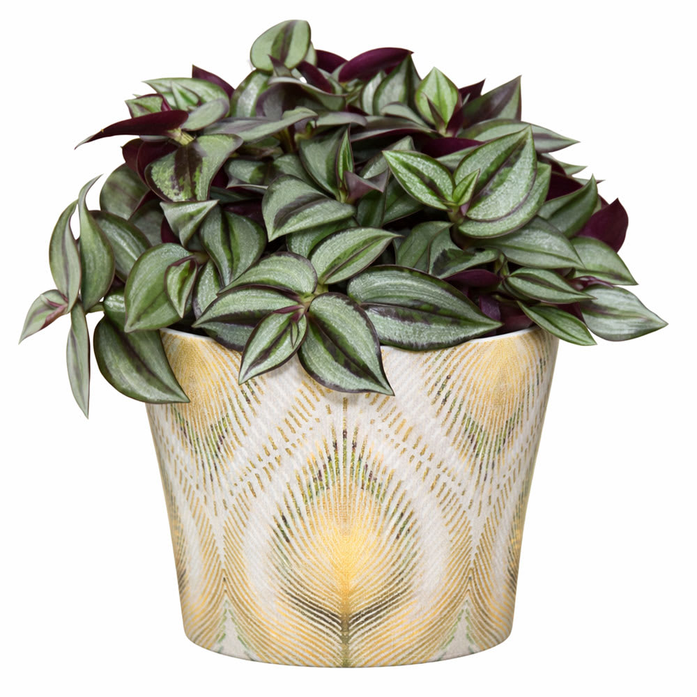 Tradescantia varié pot 5 po