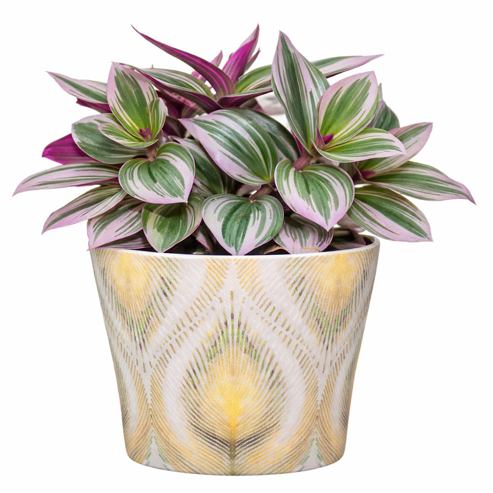 Tradescantia varié pot 5 po